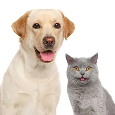 Diego Rufino Veterinário
