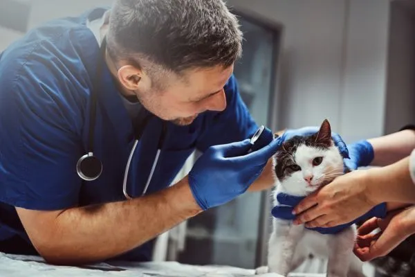 Diego Rufino Veterinário