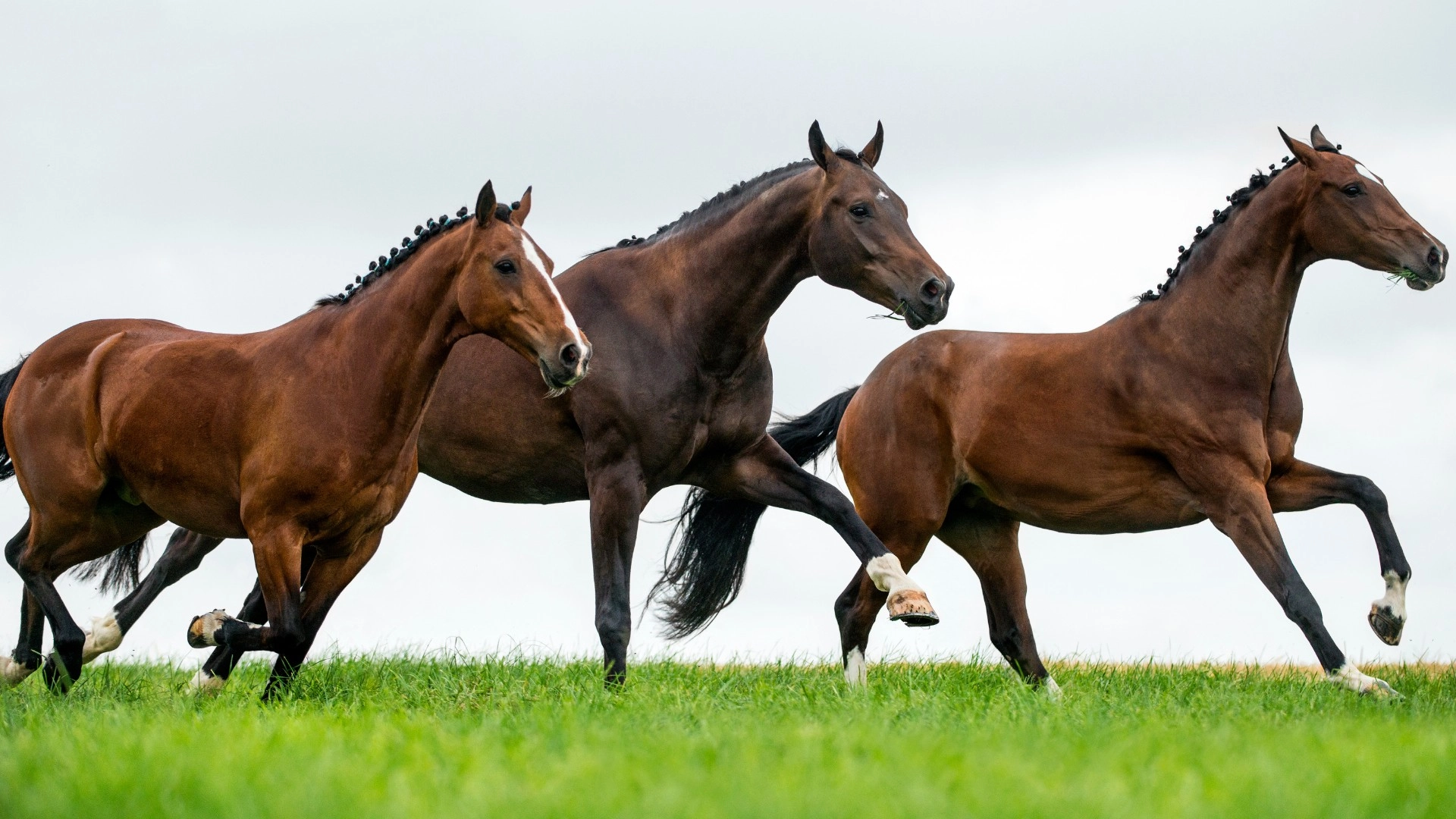 All Vitta - Suplementos para Equinos
