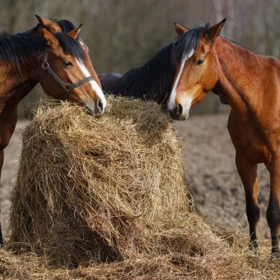 All Vitta - Suplementos para Equinos