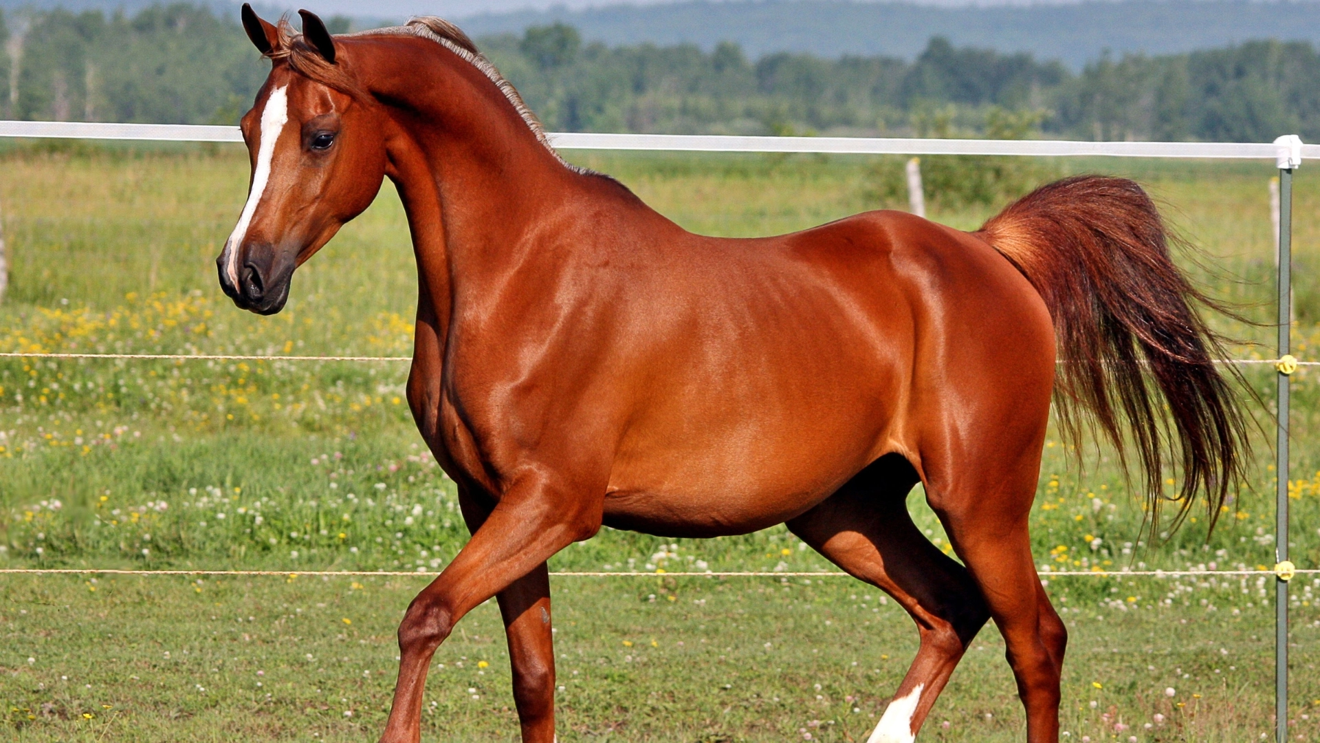 All Vitta - Suplementos para Equinos